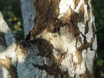 Close-up of tree trunk in forest