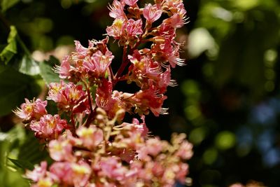 Close-up of pink flowering plant
