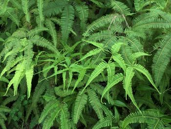 Fern bushes 