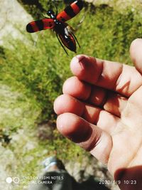 Close-up of hand holding insect against blurred background