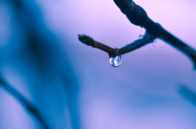 Close-up of raindrops on plant against sky