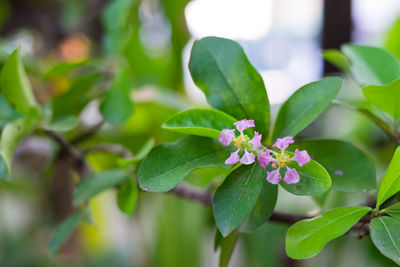 Close-up of flowers blooming outdoors