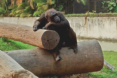 Monkey sitting on wooden post in zoo