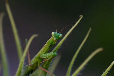 Close-up of insect on plant