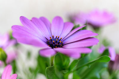 Close-up of pink flower