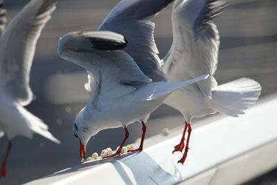 High angle view of seagull flying