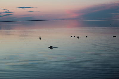 Birds on beach against dramatic sky