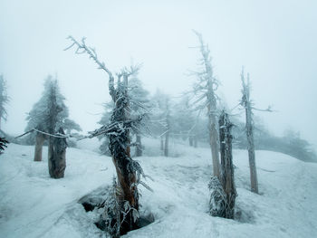 Bare tree on snow covered field