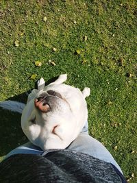 High angle view of dog lying on field