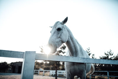 Horse standing in ranch against clear sky