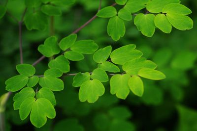 Close-up of green leaves on plant