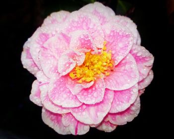 Close-up of pink flowers over black background