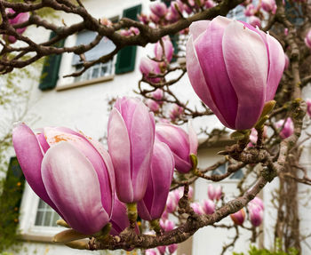 Close-up of pink magnolia on branch