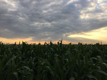 Plants growing on field against sky during sunset