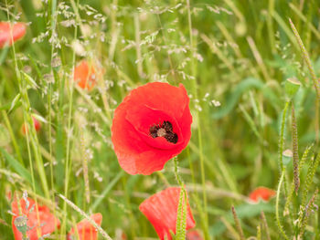 Close-up of red poppy flower on field