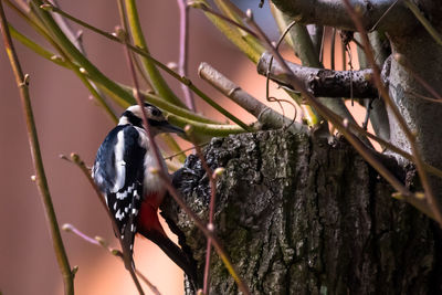 Close-up of bird perching on tree trunk