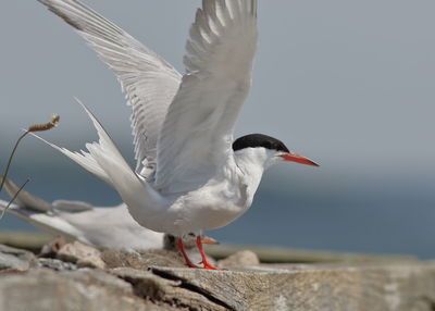 Seagull flying over rock