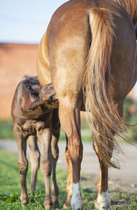 Horse standing on field