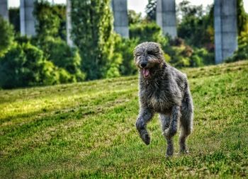 Jumping dog on grass