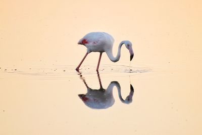 Duck in a lake