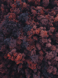 Aerial view of a red forest