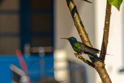 Close-up of bird perching on branch