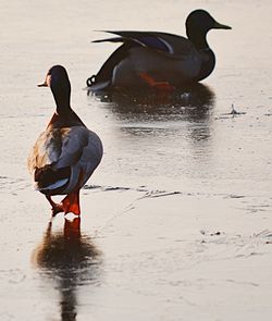 Duck on lake