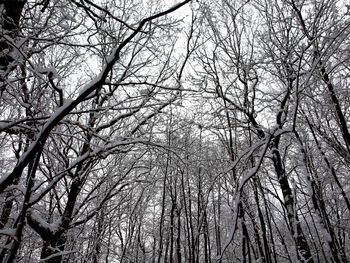 Low angle view of bare tree