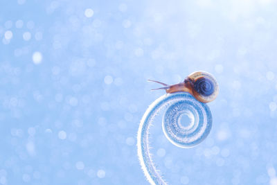 Close-up of snail on illuminated light