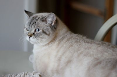 British shorthaired cat 