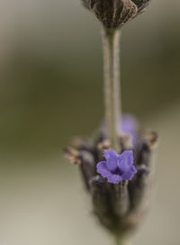 Close-up of flower against blurred background