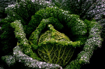 Close-up of fern amidst plants