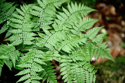 High angle view of fern leaves