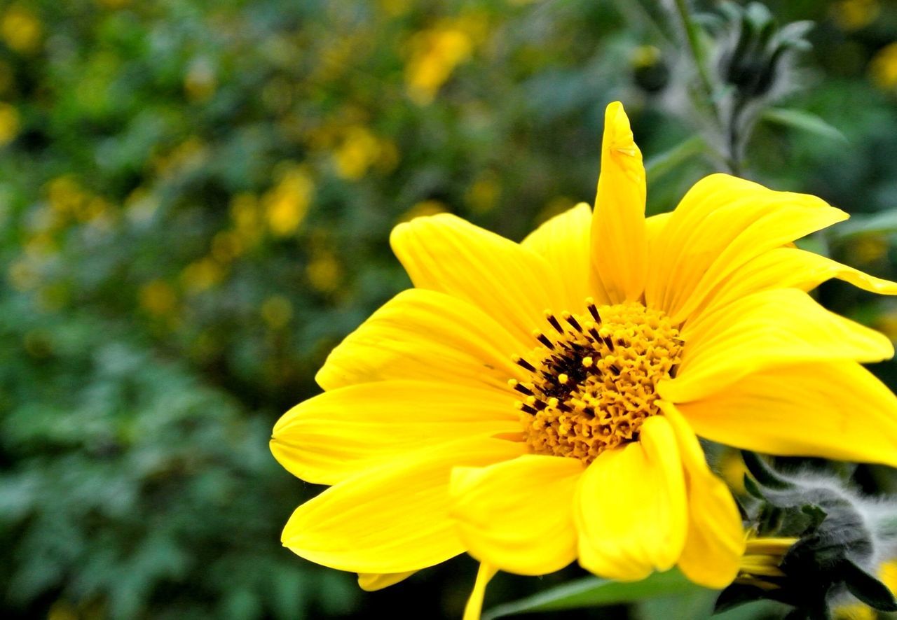 flower, yellow, petal, freshness, flower head, fragility, growth, focus on foreground, beauty in nature, close-up, blooming, pollen, nature, plant, in bloom, single flower, park - man made space, outdoors, day, vibrant color