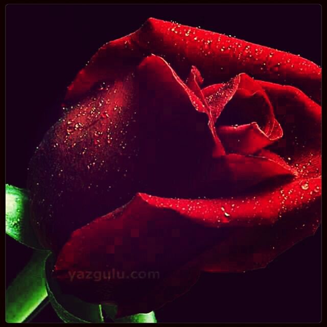 red, close-up, night, transfer print, black background, freshness, auto post production filter, studio shot, pink color, indoors, flower, text, no people, western script, petal, rose - flower, detail, communication, focus on foreground