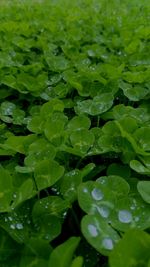 Full frame shot of water drops on plants
