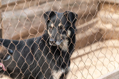 View of monkey on chainlink fence at zoo