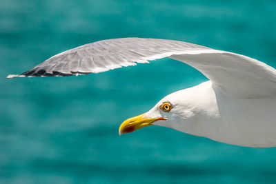 Close-up of seagull flying