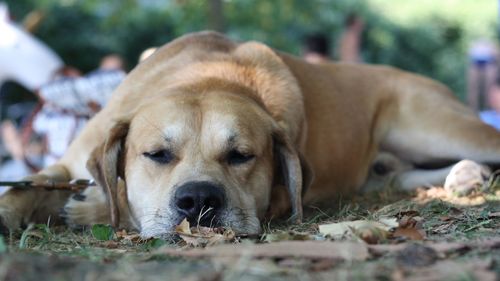 Close-up portrait of dog resting on land