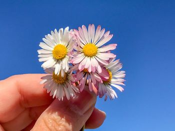 Close-up of hand holding flowers against clear blue sky