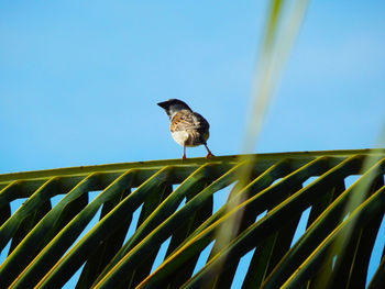 Low angle view of bird perching on plant against sky