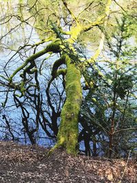 Low angle view of trees in forest