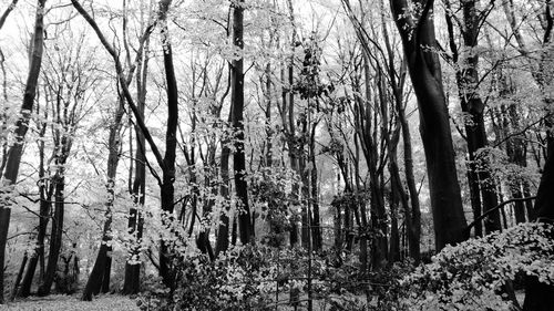 Low angle view of trees in forest