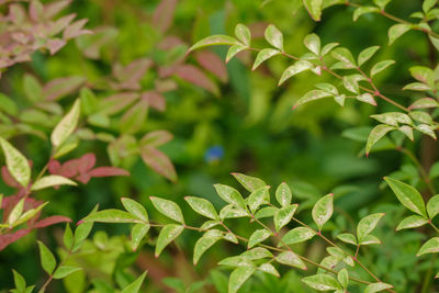 Close-up of green leaves