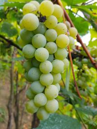 Close-up of grapes growing in vineyard