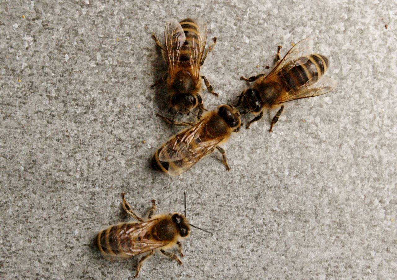 CLOSE-UP OF INSECT ON FLOOR