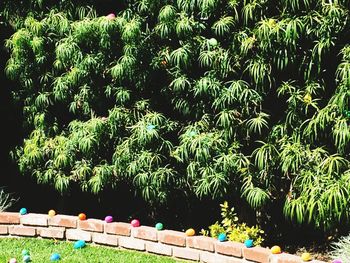 Plants growing on tree