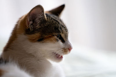 Close-up of cat looking away