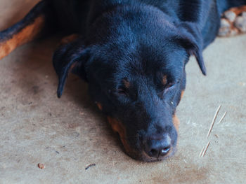 High angle view of dog sleeping