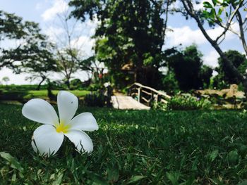 White flowers blooming on grassy field